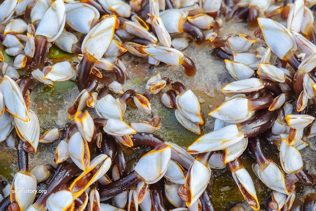 ilustrasi by seahistory.org