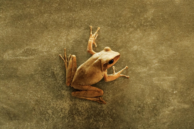 Ilustrasi Makanan Kesukaan Katak. Sumber: Unsplash/DarkoPribeg