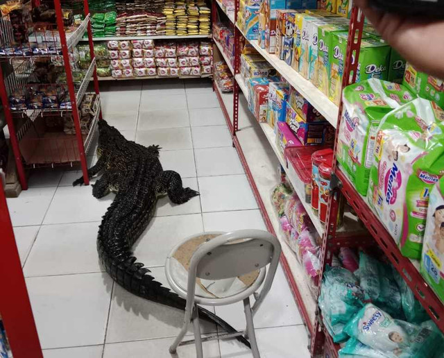 Buaya di minimarket Fujiyama Mart di Pulau Taliabu. Dok: Ist