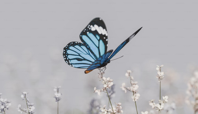 Ilustrasi Kupu-Kupu, Foto:Unsplash/Mohamed Nohassi