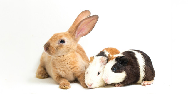 Ilustrasi kelinci dan marmut (freepik)