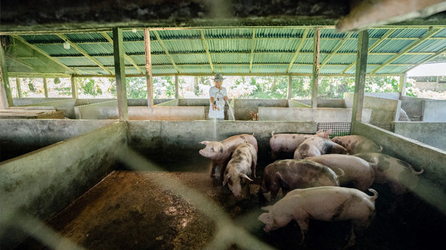 Ilustrasi peternakan babi di Sulawesi Utara.