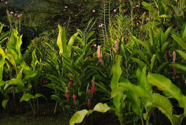 Ilustrasi 60 jenis tanaman toga. Foto: Pexels/Chiaroscuro