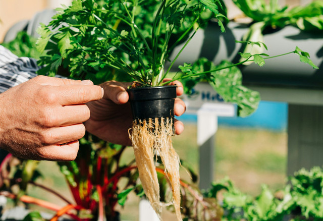 Ilustrasi contoh tanaman hidroponik media air - Sumber: unsplash.com/@gabiontheroad