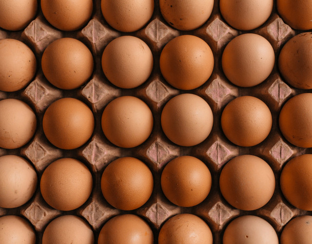 Ilustrasi gourmet egg grow a garden. Sumber: erol ahmed/unsplash