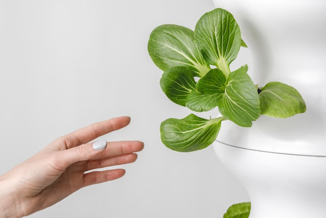 ilustrasi contoh tanaman hidroponik sederhana. sumber: unsplash/ona creative