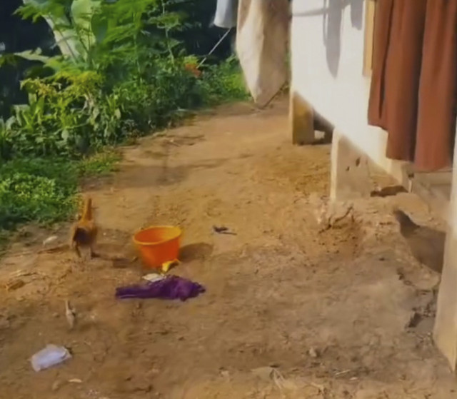 Tim Rumah Teduh Sahabat Iin membawa jenazah Raya. Foto: Instagram/ @rumah_teduh_sahabat_iin