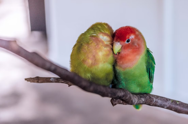 Ilustrasi Tips Membuat Burung Lovebird Rajin Kawin. Sumber: Unsplash/Isaac Benhesed