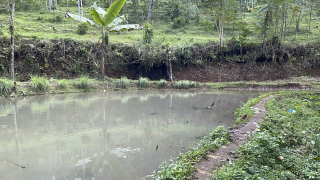 Empang, tempat Raya biasa mandi di dekat rumahnya. Foto: Rayyan Farhansyah/kumparan