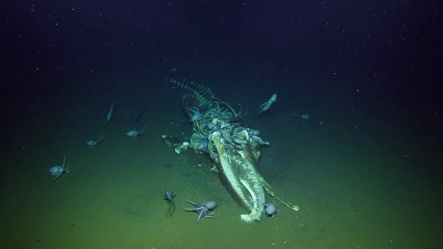 Gurita, ikan mirip belut, dan cacing penghisap tulang berbondong-bondong menuju bangkai paus yang masih segar. Foto: Ocean Exploration Trust and NOAA ONMS