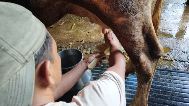 Pemeriksaan mastitis subklinis pada ternak di Desa Pudak Wetan