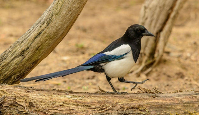 Ilustrasi murai batu. Foto: pexels