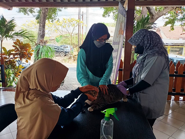 Ilustrasi proses pemberian vaksin kepada kucing. Foto: Pemkot Yogya