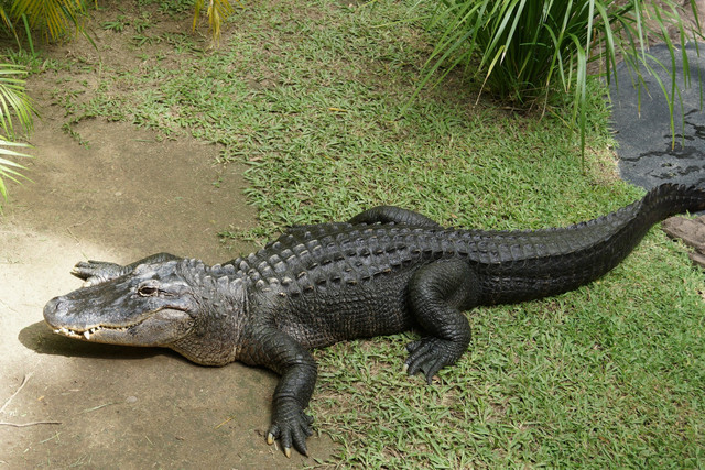 Ilustrasi buaya. Foto: Unsplash