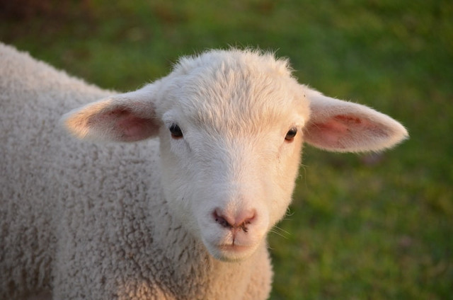 Pengisi suara kambing Jumbo, foto hanya ilustrasi, bukan film sebenarnya: Unsplash/Gabriel