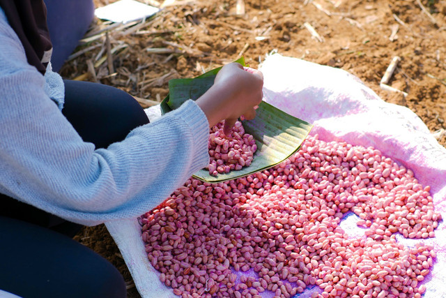 Dokumentasi Kegiatan Penanaman Kacang Tanah