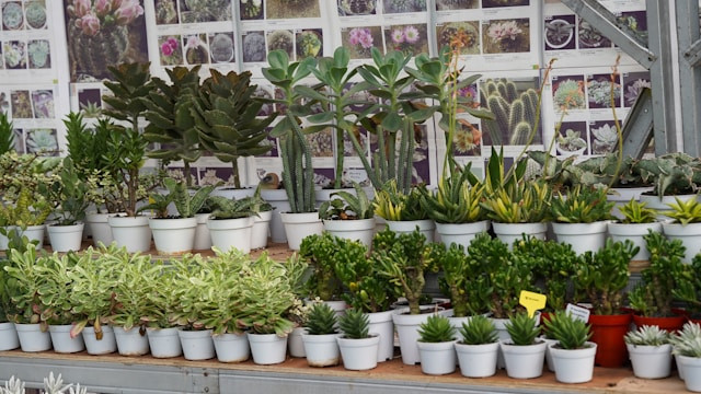 Pameran Flona 2025 sampai Kapan. Foto hanya ilustrasi, bukan tempat sebnarnya. Sumber: Unsplash/Eka Kurniawan Muchiar