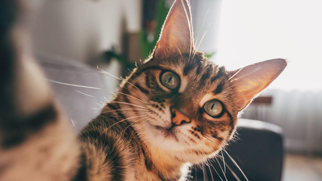 Para ilmuwan di Edinburgh menemukan bahwa demensia pada kucing memiliki banyak kesamaan dengan Alzheimer pada manusia.