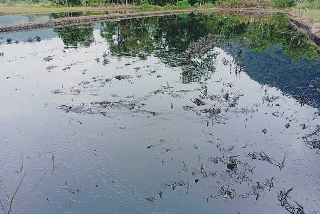 Limbah minyak milik tambang nikel PT Vale Indonesia yang mengalami kebocoran mencemari lahan pertanian warga di Desa Asuli, Kecamatan Towuti, Kabupaten Luwu Timur, Sulawesi Selatan, Minggu (24/8/2025). Foto: Dok. Istimewa
