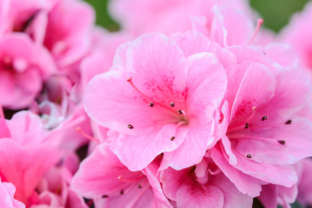 Ilustrasi bunga pink. Foto: Pexels
