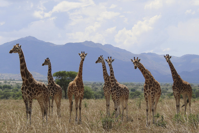 Foto yang disediakan oleh Michael Brown bersama International Union for Conservation of Nature pada bulan Agustus 2025 ini menunjukkan kawanan jerapah utara (Giraffa camelopardalis) di Taman Nasional Lembah Kidepo, Uganda. Foto: Michael Brown/IUCN via AP