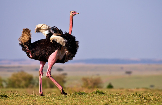 Ilustrasi Ostrich Grow A Garden, Sumber Unsplash Catherine Merlin