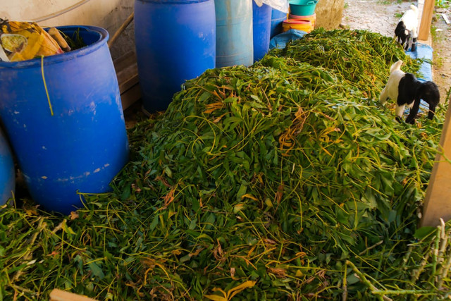 Dokumentasi Kegiatan Pembuatan Silase