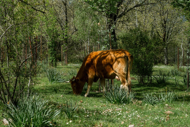Ilustrasi contoh hewan vertebrata. Foto: Unsplash.com/Victor Rosario