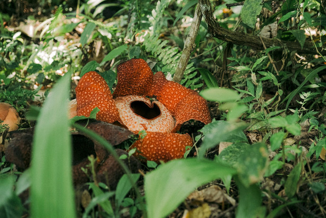 Rafflesia arnoldii sebagai salah satu flora di pulau Kalimantan. Foto: Unsplash