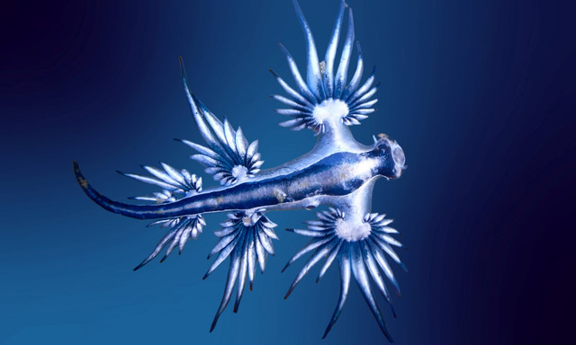 Ilustrasi ubur-ubur blue dragon. Foto: Shutterstock