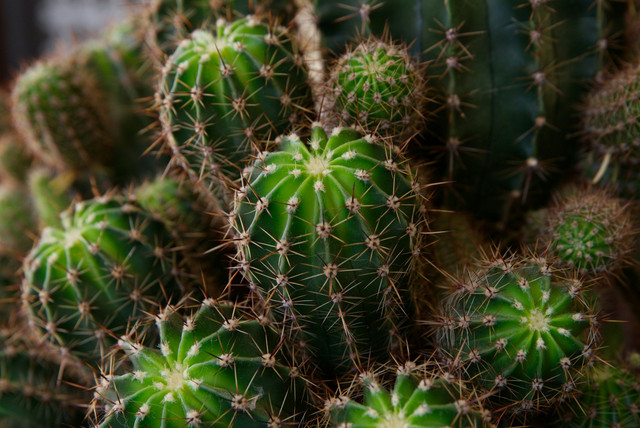 Ilustrasi cara tumbuhan melindungi diri. Foto: Unsplash