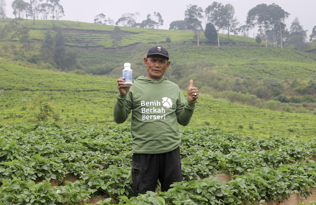 Pak Undang Sutisna, Ciwedey, Petani Stroberi, Selasa (26/8/2025). Foto: Dok. Benih Berkah Berseri