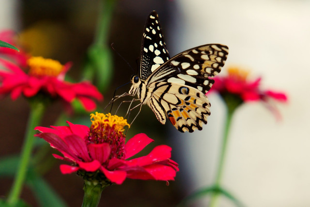 Ilustrasi kupu-kupu. Foto: Unsplash