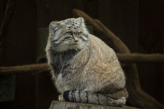 Ilustrasi kucing Pallas. Foto: Lubos Chlubny/Shutterstock