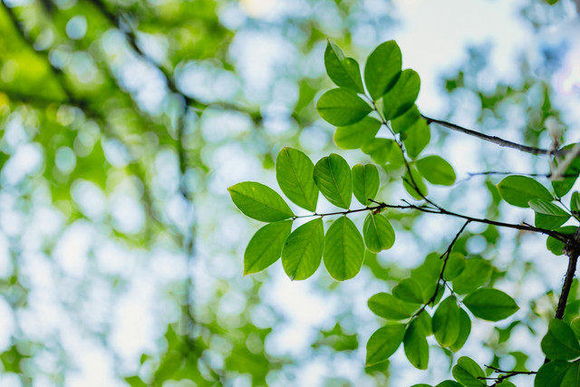 Ilustrasi tumbuhan. foto: Unsplash