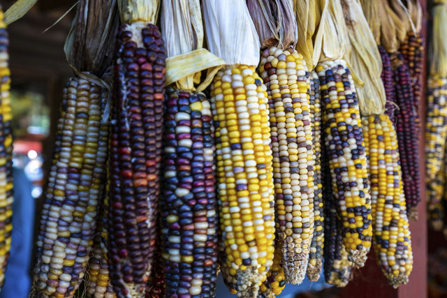 Ilustrasi jagung hitam. Foto: Ostrows2/Shutterstock