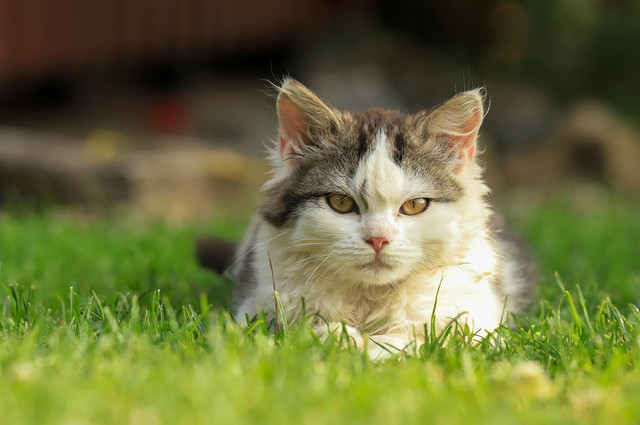 Ilustrasi mengapa siklus hidup kucing tidak mengalami metamorfosis. Sumber: Pixabay/Nenei