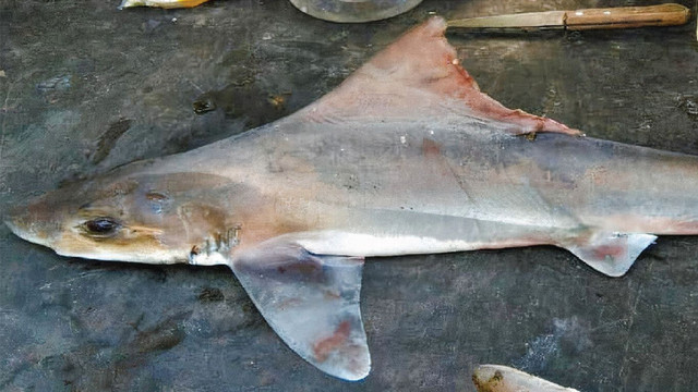 Spesimen hiu sailback houndshark (Gogolia filewoodi) yang ditangkap di dekat muara Sungai Gogol. Foto: Sagumai et al., Journal of Fish Biology, 2025
