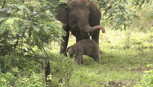 Anak gajah Sumatera Jermey dan induknya Dita. | Foto: Sinta Yuliana/Lampung Geh