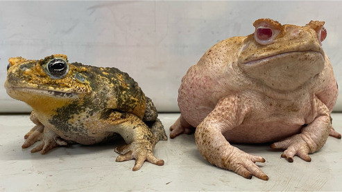 Pejantan dan betina katak tebu (Rhinella marina) albino hasil rekayasa genetik. Foto: Etienne Littlefair via Proceedings of the Royal Society B: Biological Sciences