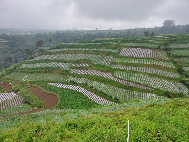Perkebunan di Alahan Panjang Sumatera Barat. Sumber: Dokumentasi pribadi.