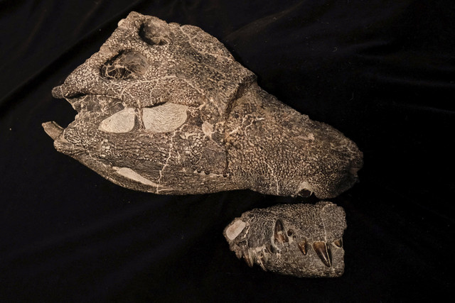 Tulang-tulang fosil Kostensuchus atrox, buaya purba yang hidup sekitar 70 juta tahun lalu menjelang akhir era dinosaurus, ditemukan di wilayah Patagonia, Argentina, dipamerkan di Universitas Maimonides, Buenos Aires, Argentina (27/8/2025). Foto: ALESSIA MACCIONI/REUTERS