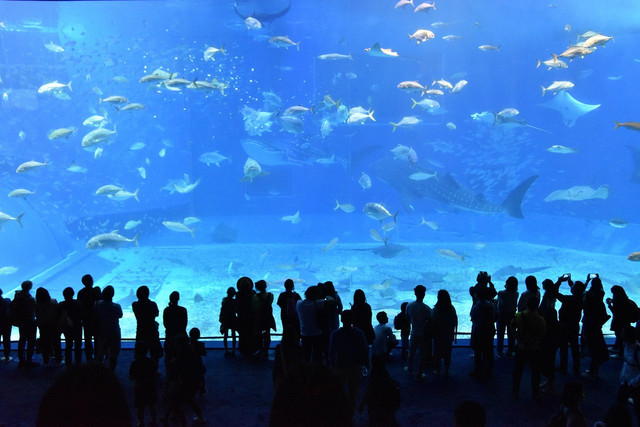 Marine Safari Bali (Foto hanya ilustrasi, bukan tempat sebenarnya) Sumber: pixabay/Yukaloha