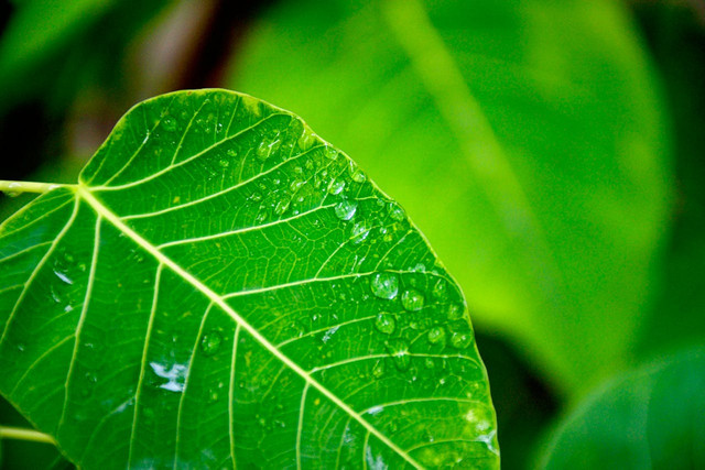 Ilustrasi daun. Foto: Pexels