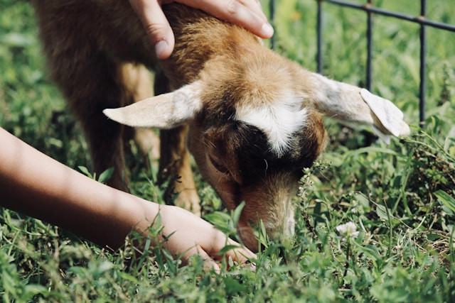 Tiket Masuk Cimory Dairyland Puncak 2025. Foto hanya ilustrasi, bukan tempat sebenarnya. Sumber: Unsplash/Sydney Rae