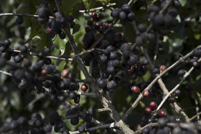 Ilustrasi kopi. Foto: Pablo Porciuncula/AFP