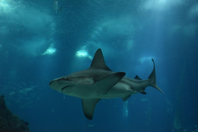 Ilustrasi Sinopsis Shark Bait, Foto: Unsplash/Marijan Sivric