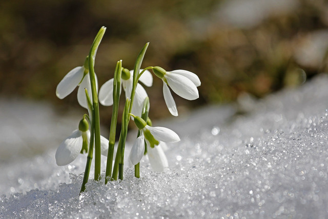 Ilustrasi bunga layu yang tak benar-benar mati. https://pixabay.com/photos/spring-snowdrop-flower-1166564/