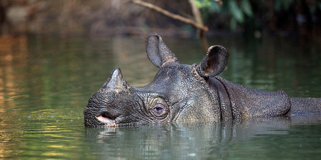Badak Jawa (Rhinoceros sondaicus) © Stephen Belcher Photography / WWF