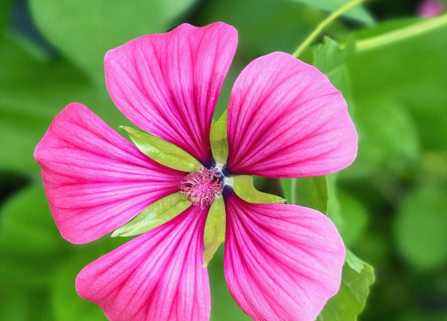 Ilustrasi arti foto pink hijau - Sumber: unsplash.com/@demilindy